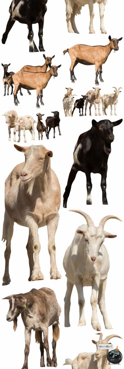 图片[17]-羊鸡兔公鸡母鸡山羊牛牲畜农场场景装饰元素后期合成PNG图片素材-设计猿