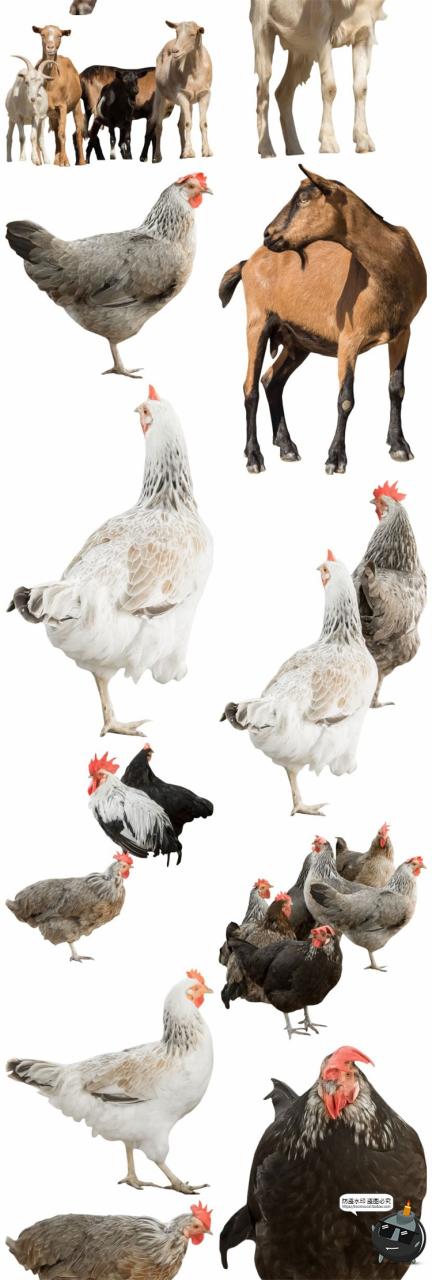 图片[18]-羊鸡兔公鸡母鸡山羊牛牲畜农场场景装饰元素后期合成PNG图片素材-设计猿