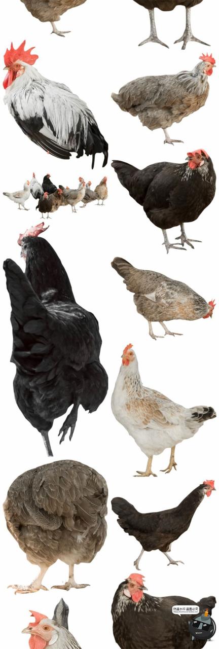 图片[20]-羊鸡兔公鸡母鸡山羊牛牲畜农场场景装饰元素后期合成PNG图片素材-设计猿