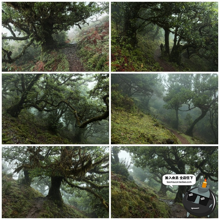 图片[10]-神秘云雾迷雾森林树林阴森恐怖风景高清JPG图片PS后期合成素材-设计猿