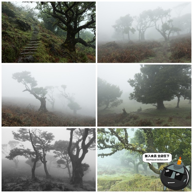 图片[11]-神秘云雾迷雾森林树林阴森恐怖风景高清JPG图片PS后期合成素材-设计猿