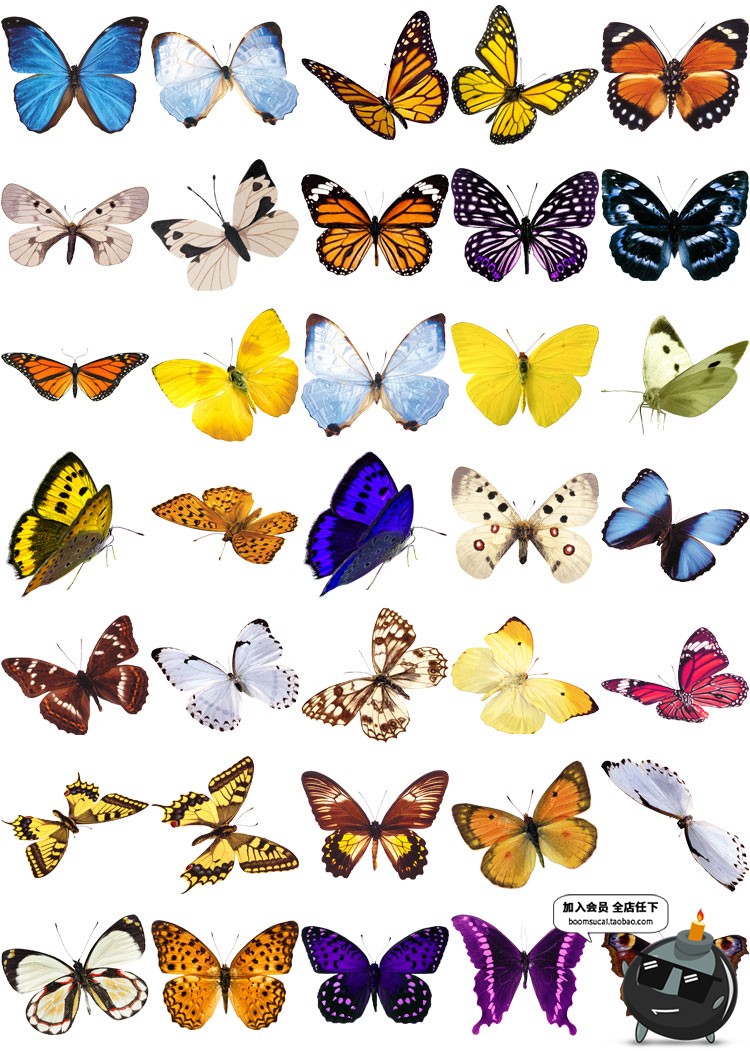 图片[1]-PS后期真实彩色蝴蝶飞舞PNG免抠图高清影楼特效装饰叠加设计素材-设计猿