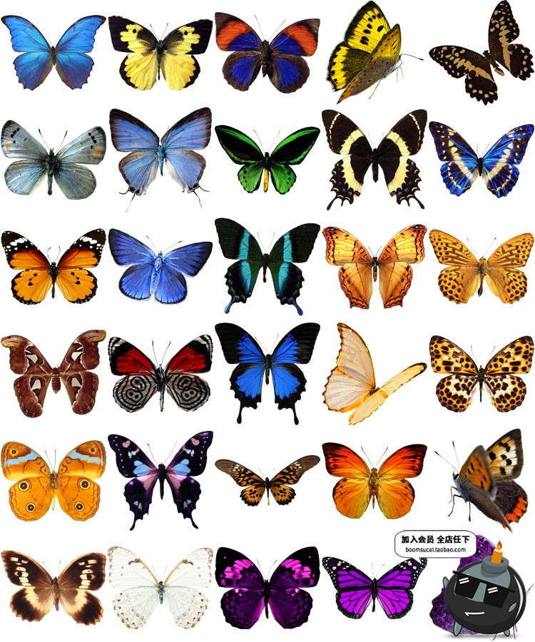 图片[2]-PS后期真实彩色蝴蝶飞舞PNG免抠图高清影楼特效装饰叠加设计素材-设计猿