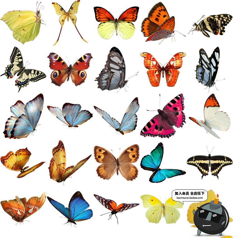 图片[3]-PS后期真实彩色蝴蝶飞舞PNG免抠图高清影楼特效装饰叠加设计素材-设计猿