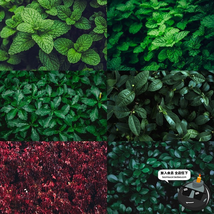 图片[1]-热带植物绿色植被叶子质感森系摄影质感背景底图高清JPG图片素材-设计猿