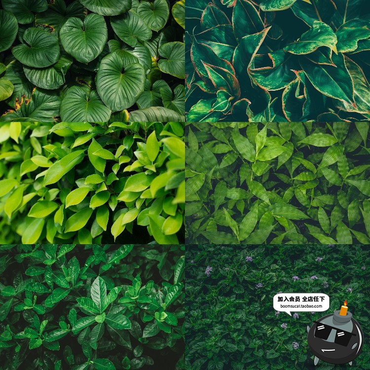 图片[2]-热带植物绿色植被叶子质感森系摄影质感背景底图高清JPG图片素材-设计猿