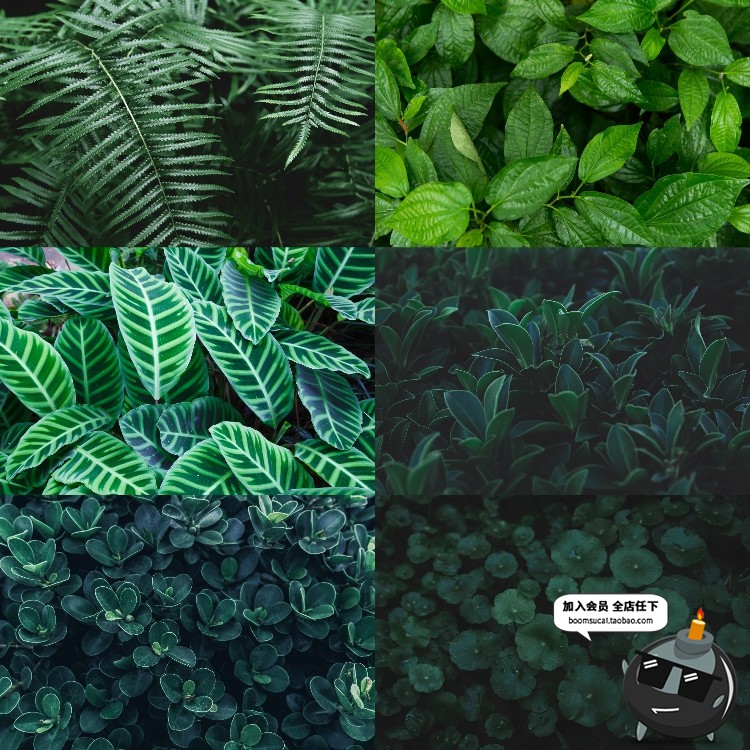 图片[3]-热带植物绿色植被叶子质感森系摄影质感背景底图高清JPG图片素材-设计猿