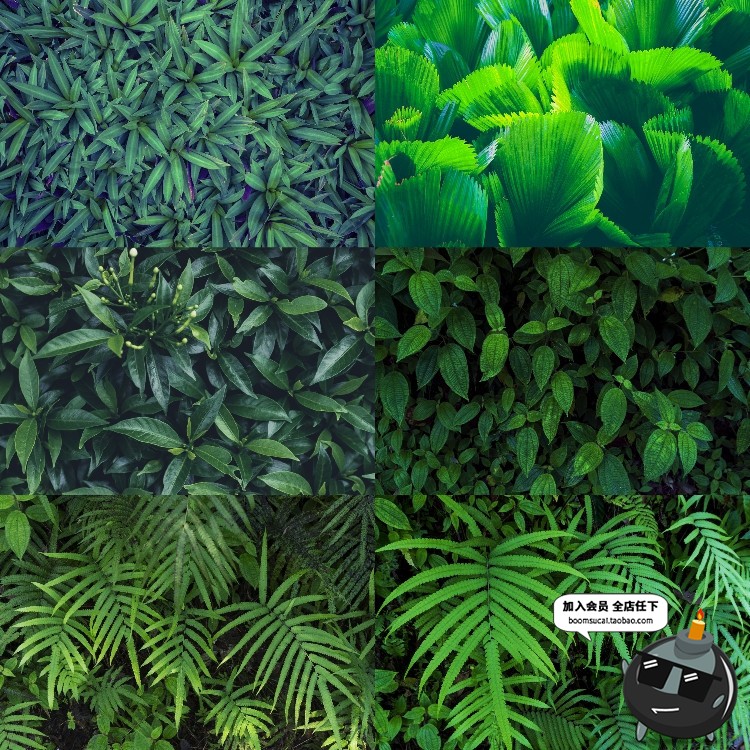 图片[4]-热带植物绿色植被叶子质感森系摄影质感背景底图高清JPG图片素材-设计猿
