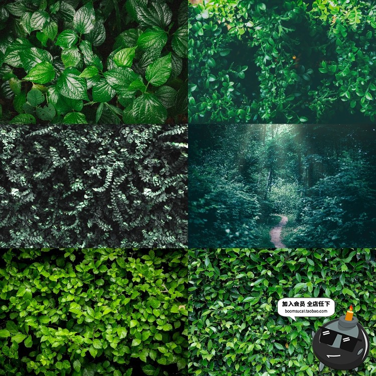 图片[6]-热带植物绿色植被叶子质感森系摄影质感背景底图高清JPG图片素材-设计猿