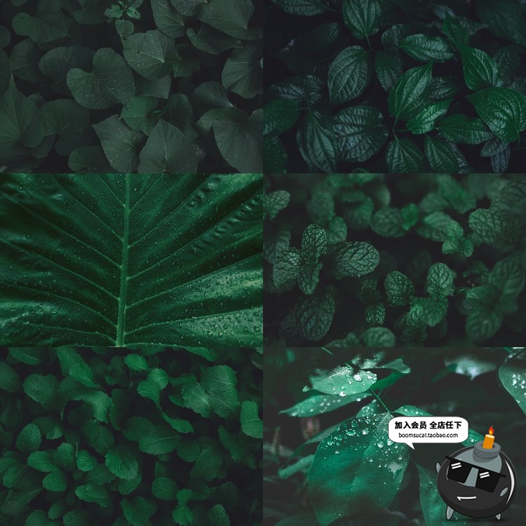 图片[8]-热带植物绿色植被叶子质感森系摄影质感背景底图高清JPG图片素材-设计猿
