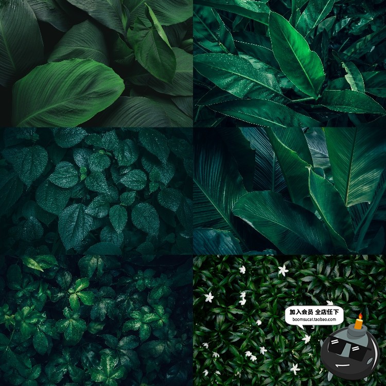 图片[9]-热带植物绿色植被叶子质感森系摄影质感背景底图高清JPG图片素材-设计猿