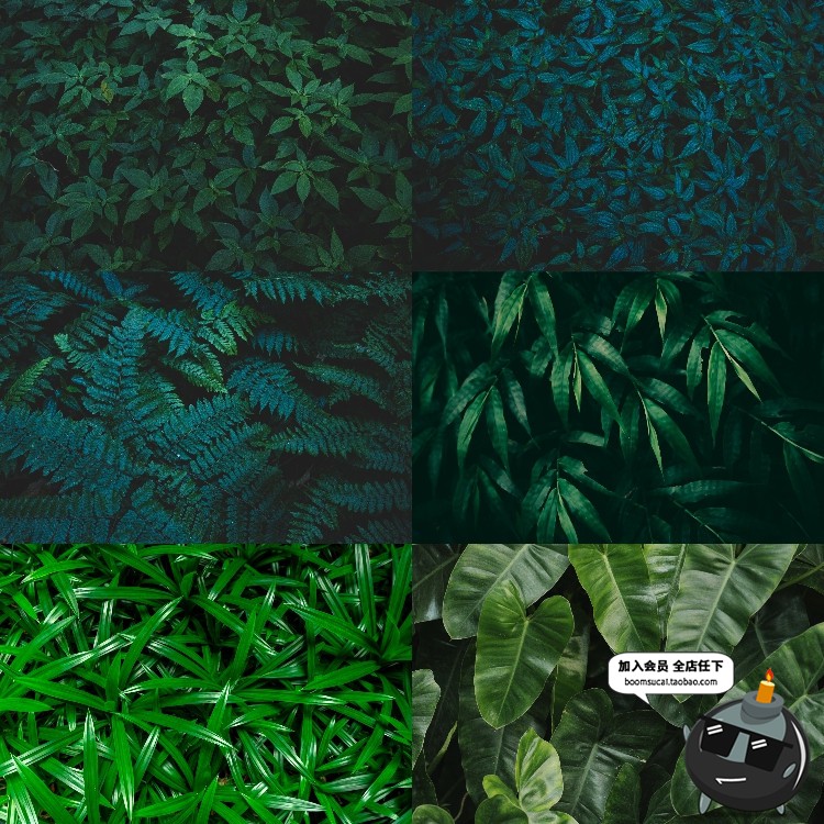图片[10]-热带植物绿色植被叶子质感森系摄影质感背景底图高清JPG图片素材-设计猿
