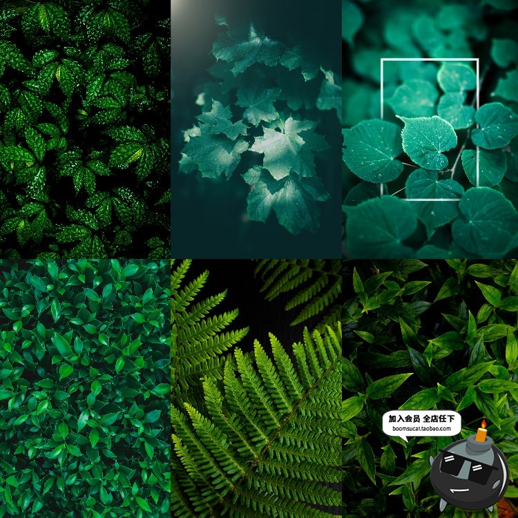 图片[11]-热带植物绿色植被叶子质感森系摄影质感背景底图高清JPG图片素材-设计猿