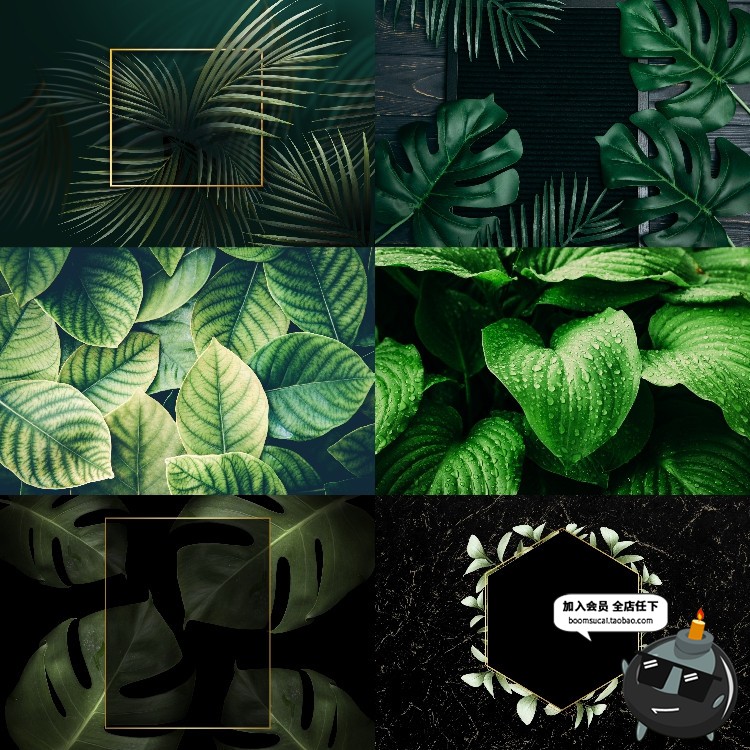 图片[12]-热带植物绿色植被叶子质感森系摄影质感背景底图高清JPG图片素材-设计猿