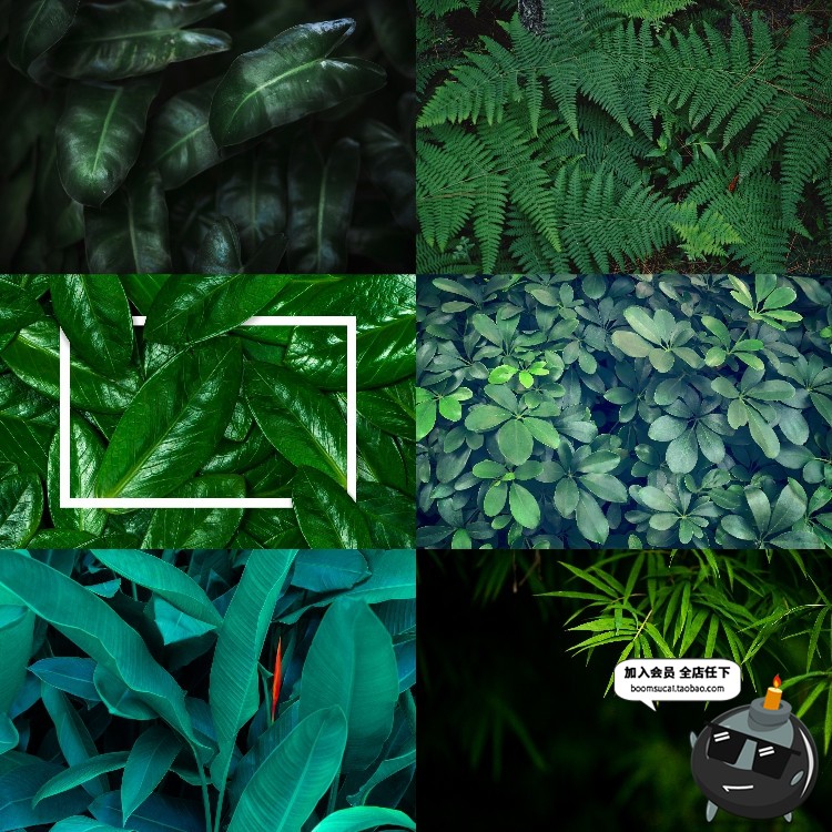 图片[13]-热带植物绿色植被叶子质感森系摄影质感背景底图高清JPG图片素材-设计猿