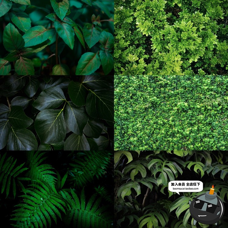 图片[14]-热带植物绿色植被叶子质感森系摄影质感背景底图高清JPG图片素材-设计猿