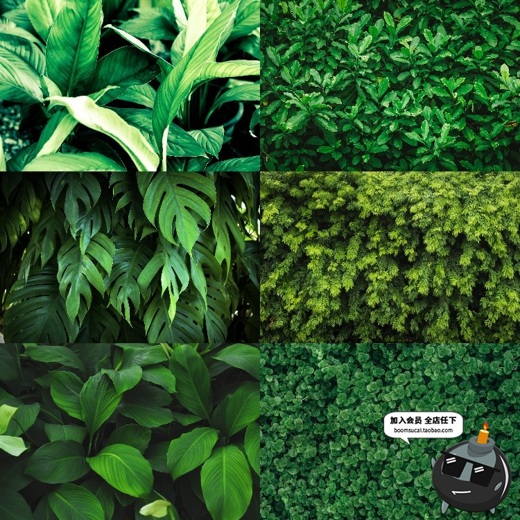 图片[16]-热带植物绿色植被叶子质感森系摄影质感背景底图高清JPG图片素材-设计猿