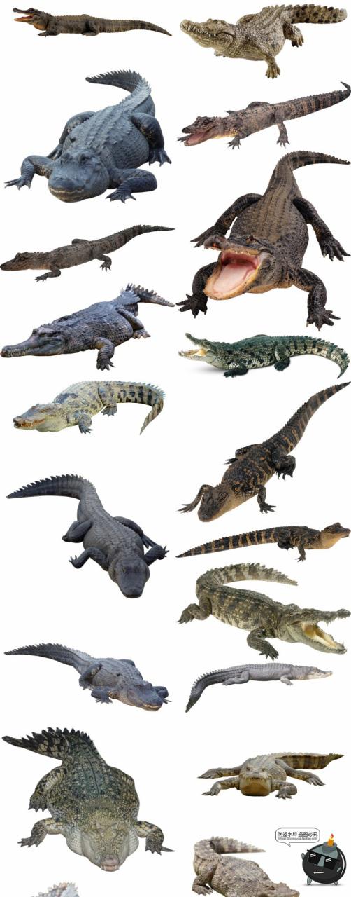 图片[1]-鳄鱼真实凶猛爬行动物张嘴平面后期合成用免扣PNG免抠图片素材-设计猿