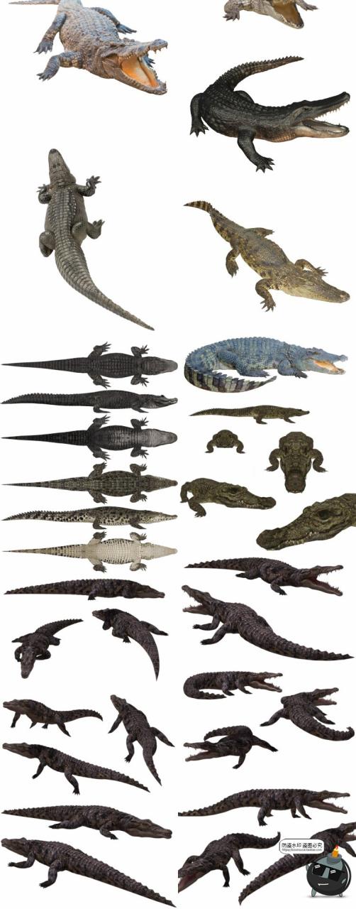 图片[2]-鳄鱼真实凶猛爬行动物张嘴平面后期合成用免扣PNG免抠图片素材-设计猿