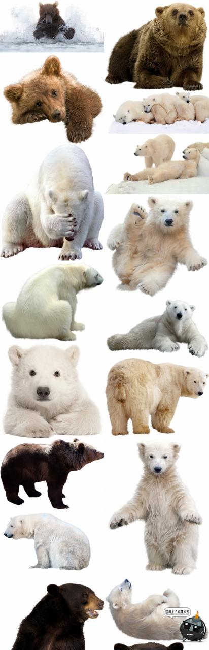 图片[1]-黑熊灰熊北极熊真实拍动物猛兽后期场景合成免扣PNG免抠图片素材-设计猿