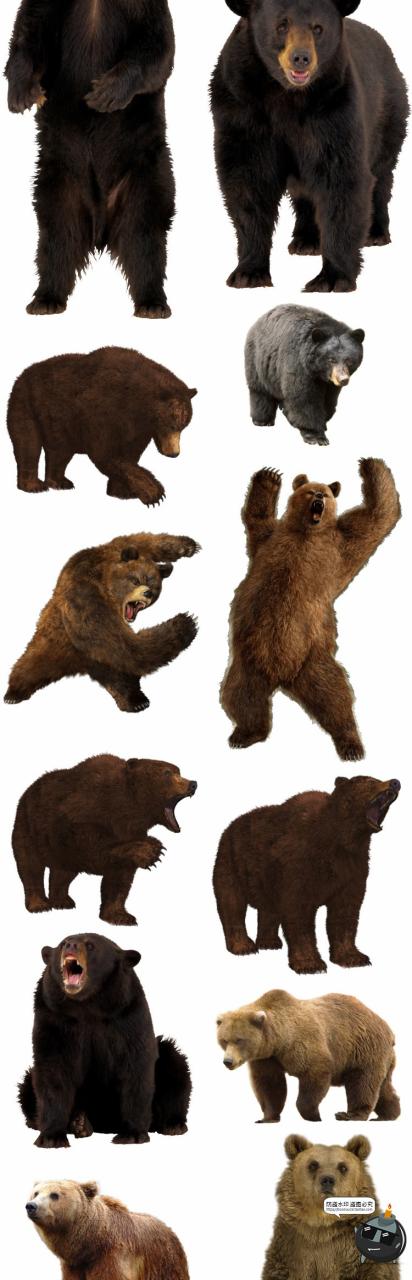 图片[2]-黑熊灰熊北极熊真实拍动物猛兽后期场景合成免扣PNG免抠图片素材-设计猿