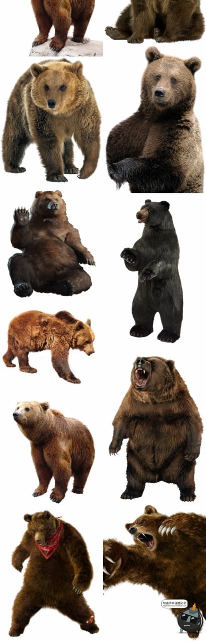 图片[3]-黑熊灰熊北极熊真实拍动物猛兽后期场景合成免扣PNG免抠图片素材-设计猿