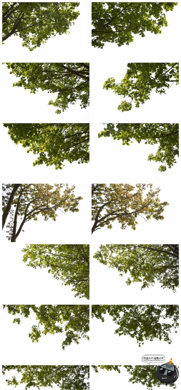 图片[1]-树枝树冠前景植物树叶图片装饰元素摄影照片后期合成PNG免抠素材-设计猿