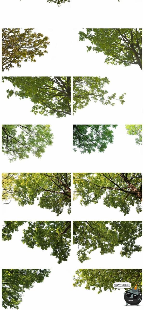 图片[2]-树枝树冠前景植物树叶图片装饰元素摄影照片后期合成PNG免抠素材-设计猿