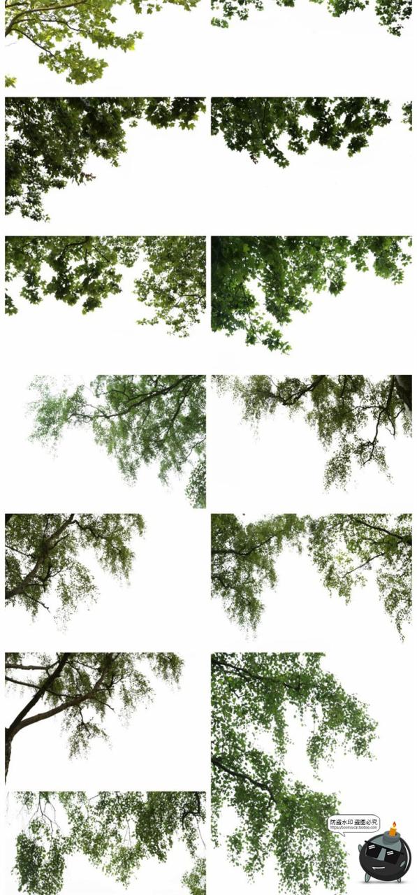 图片[4]-树枝树冠前景植物树叶图片装饰元素摄影照片后期合成PNG免抠素材-设计猿
