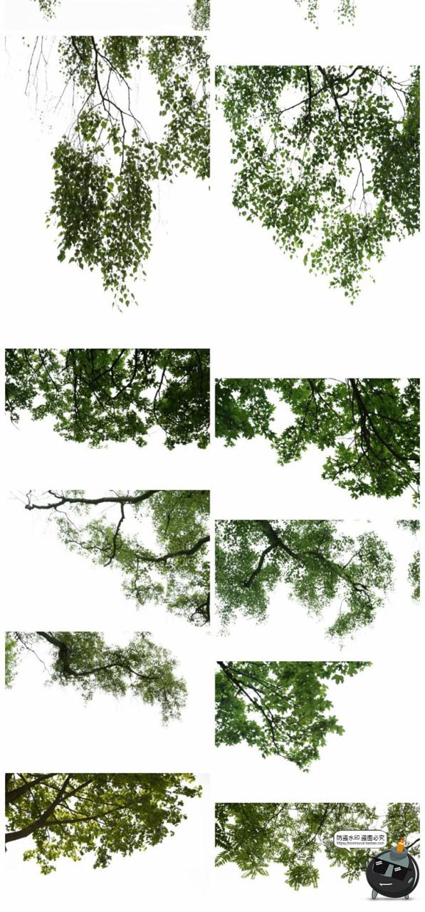 图片[5]-树枝树冠前景植物树叶图片装饰元素摄影照片后期合成PNG免抠素材-设计猿