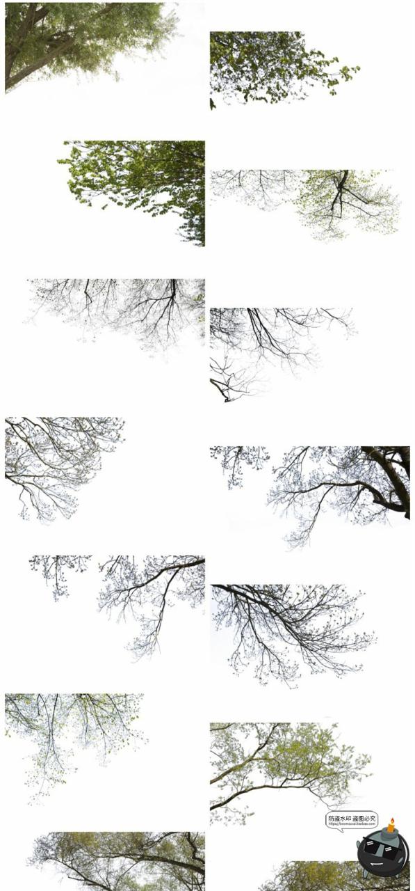 图片[7]-树枝树冠前景植物树叶图片装饰元素摄影照片后期合成PNG免抠素材-设计猿