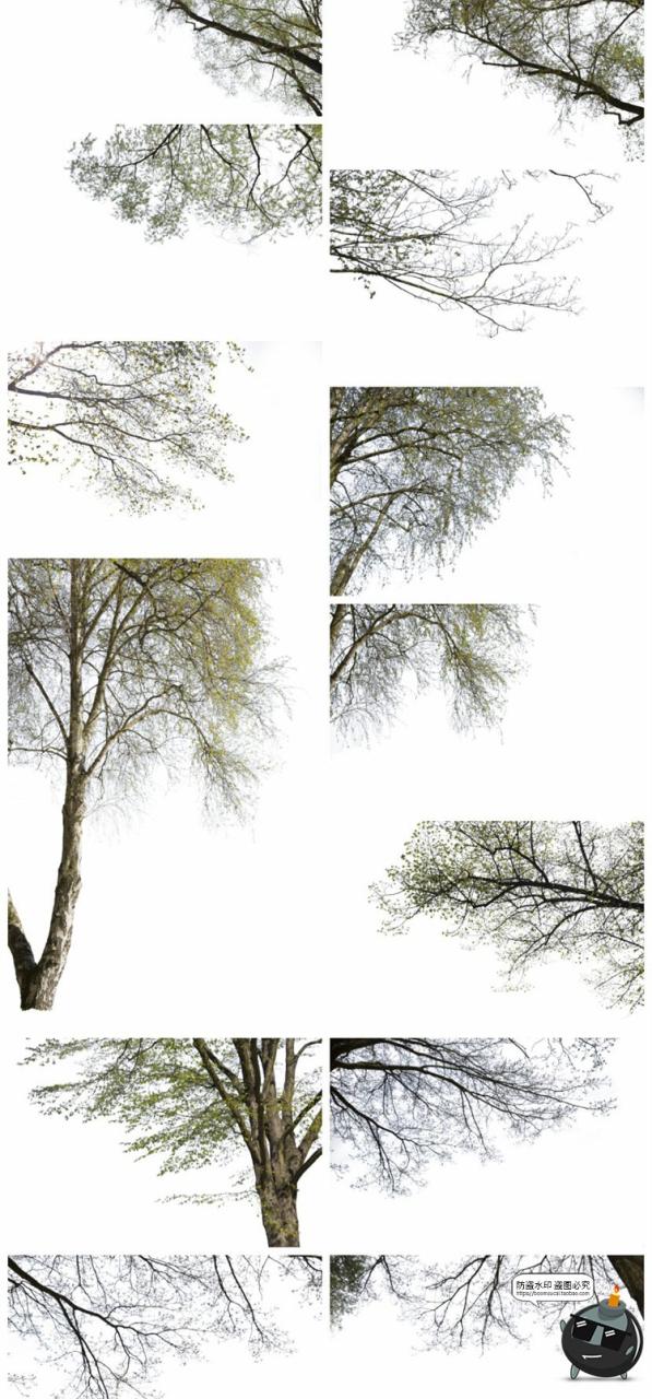 图片[8]-树枝树冠前景植物树叶图片装饰元素摄影照片后期合成PNG免抠素材-设计猿