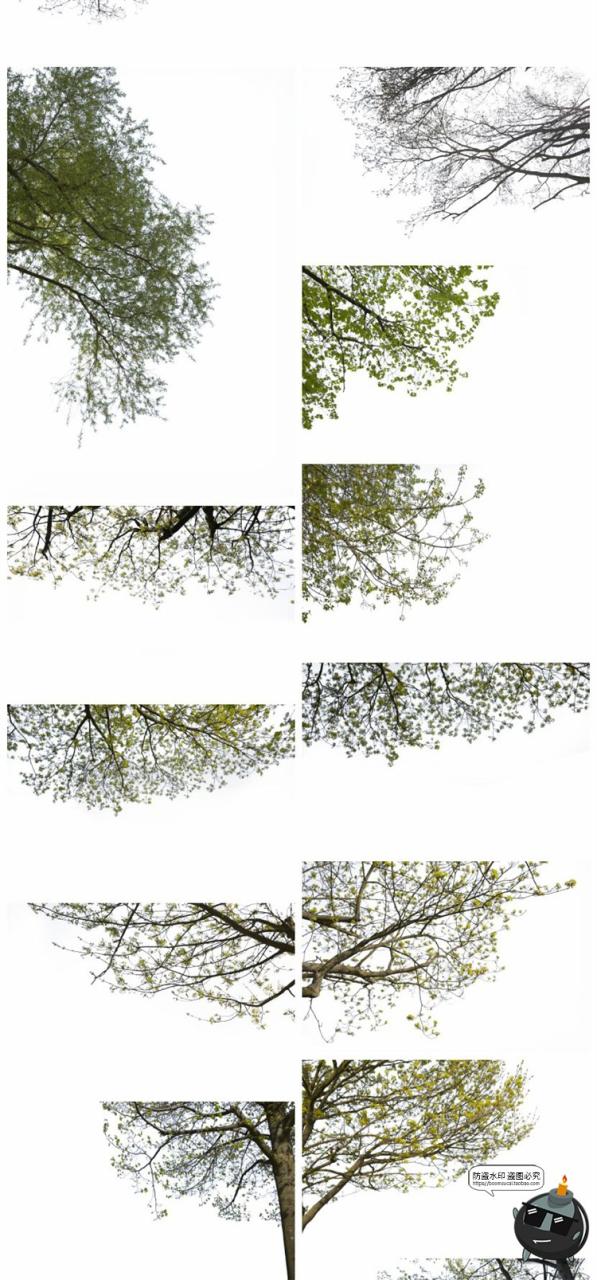 图片[9]-树枝树冠前景植物树叶图片装饰元素摄影照片后期合成PNG免抠素材-设计猿