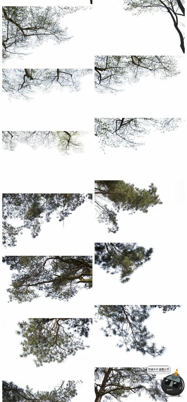 图片[10]-树枝树冠前景植物树叶图片装饰元素摄影照片后期合成PNG免抠素材-设计猿