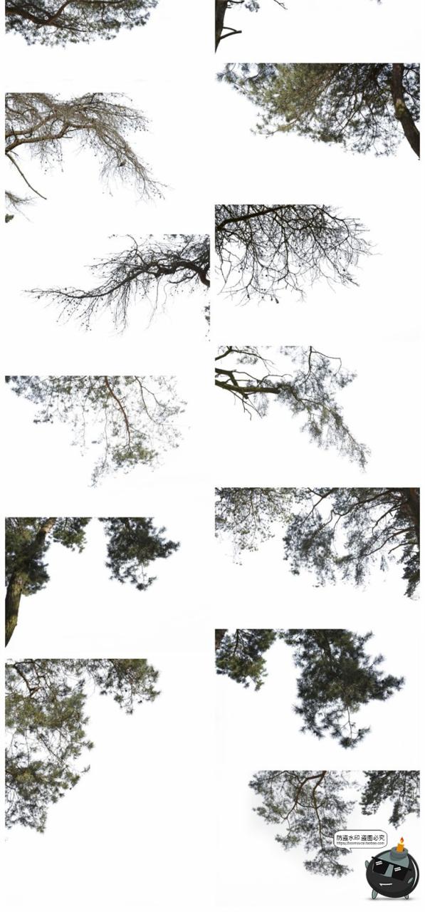 图片[11]-树枝树冠前景植物树叶图片装饰元素摄影照片后期合成PNG免抠素材-设计猿