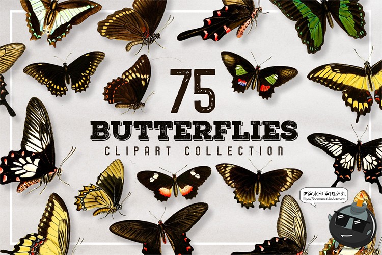 图片[1]-真实蝴蝶飞蛾昆虫彩蝶蛾子标本图片插画后期合成免抠图PNG素材-设计猿