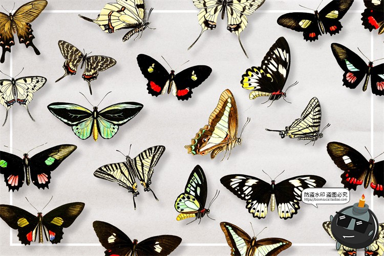 图片[2]-真实蝴蝶飞蛾昆虫彩蝶蛾子标本图片插画后期合成免抠图PNG素材-设计猿