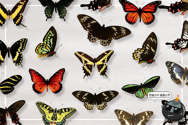 图片[3]-真实蝴蝶飞蛾昆虫彩蝶蛾子标本图片插画后期合成免抠图PNG素材-设计猿