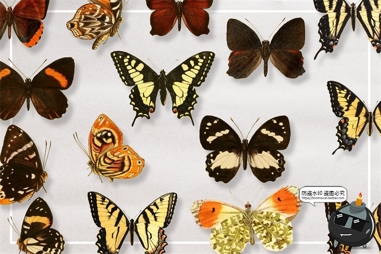 图片[4]-真实蝴蝶飞蛾昆虫彩蝶蛾子标本图片插画后期合成免抠图PNG素材-设计猿