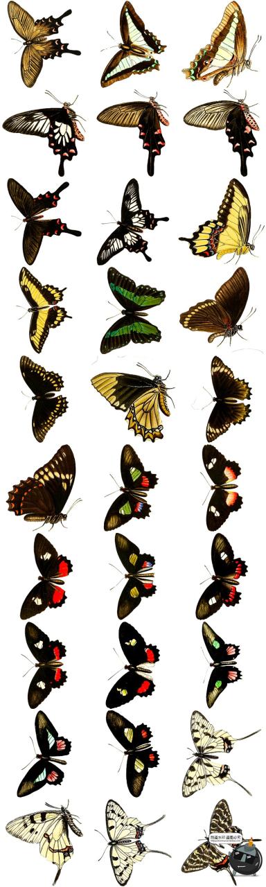 图片[5]-真实蝴蝶飞蛾昆虫彩蝶蛾子标本图片插画后期合成免抠图PNG素材-设计猿