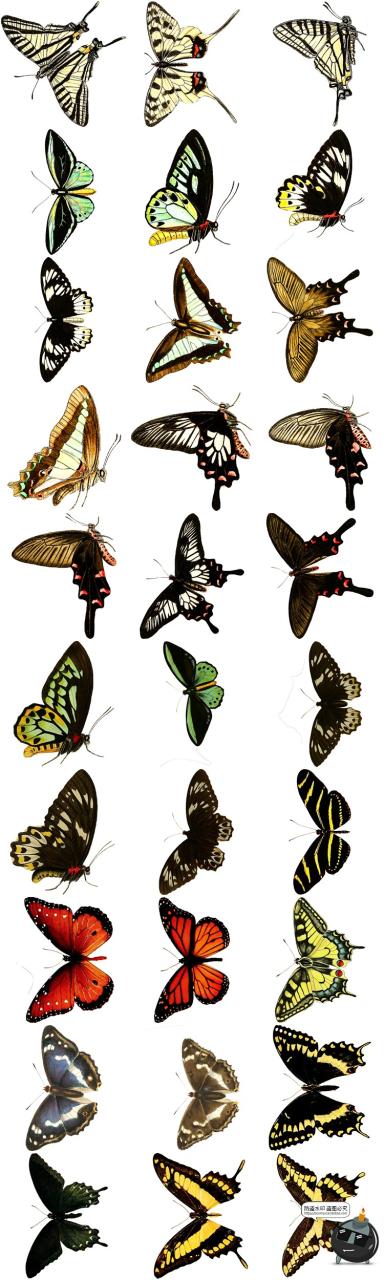 图片[6]-真实蝴蝶飞蛾昆虫彩蝶蛾子标本图片插画后期合成免抠图PNG素材-设计猿