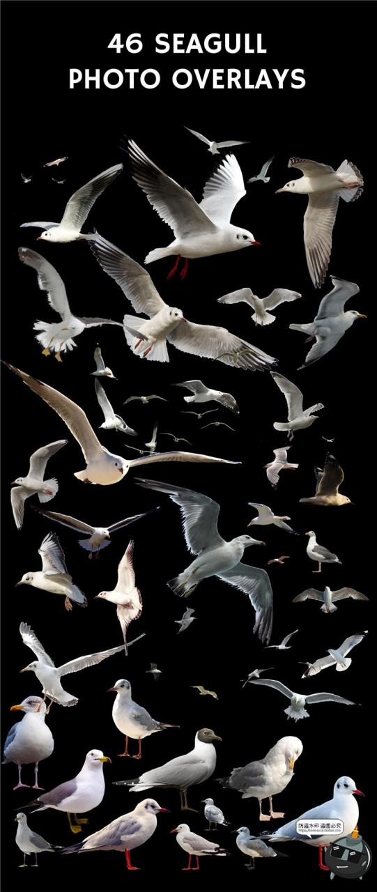 图片[2]-飞翔海鸥站立姿态天空照片摄影叠层PNG免抠后期合成装饰PS素材-设计猿