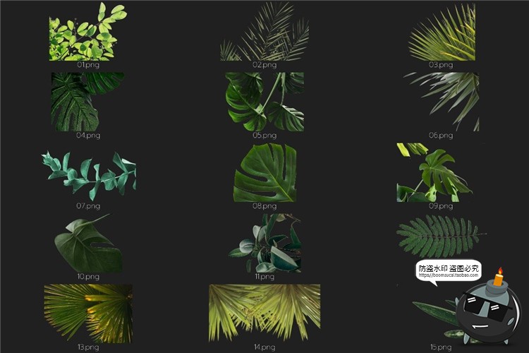 图片[2]-真实热带植物树叶龟背竹遮挡前景效果PNG照片叠层影楼后期PS素材-设计猿