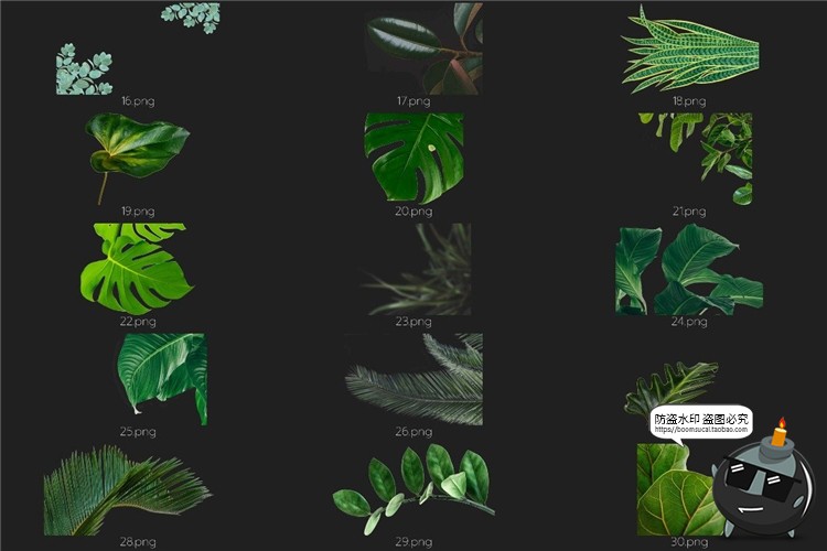 图片[3]-真实热带植物树叶龟背竹遮挡前景效果PNG照片叠层影楼后期PS素材-设计猿