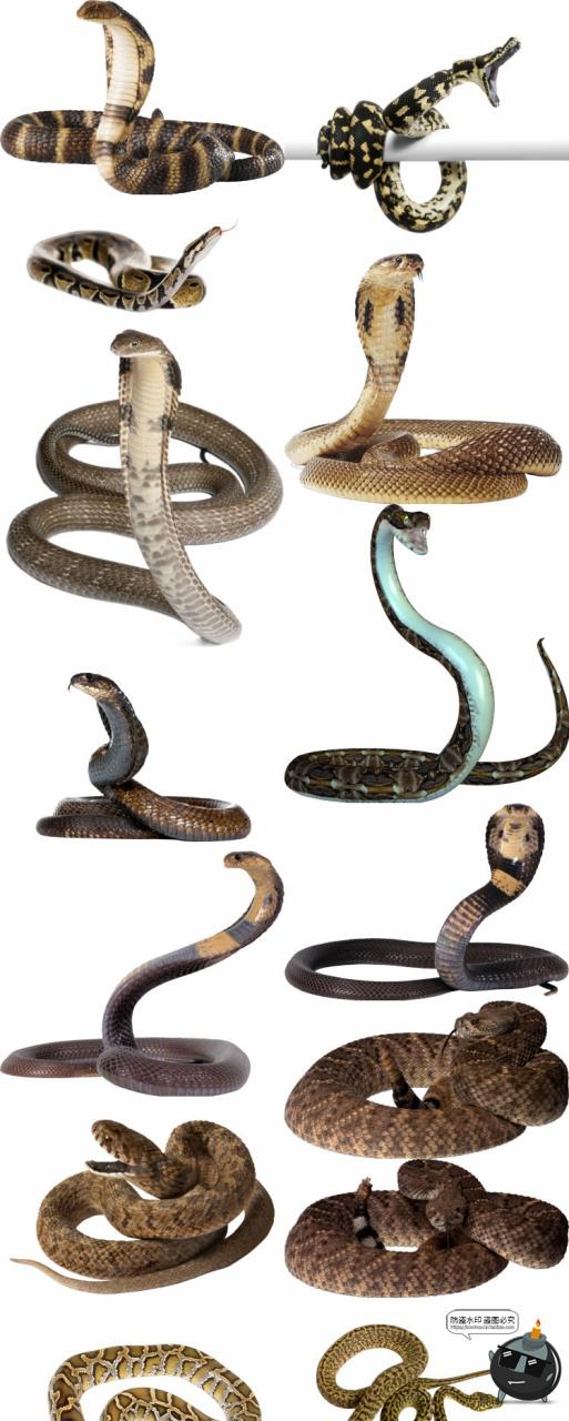图片[1]-眼镜蛇毒蛇类真实拍动物平面后期场景合成免扣PNG免抠图片素材-设计猿