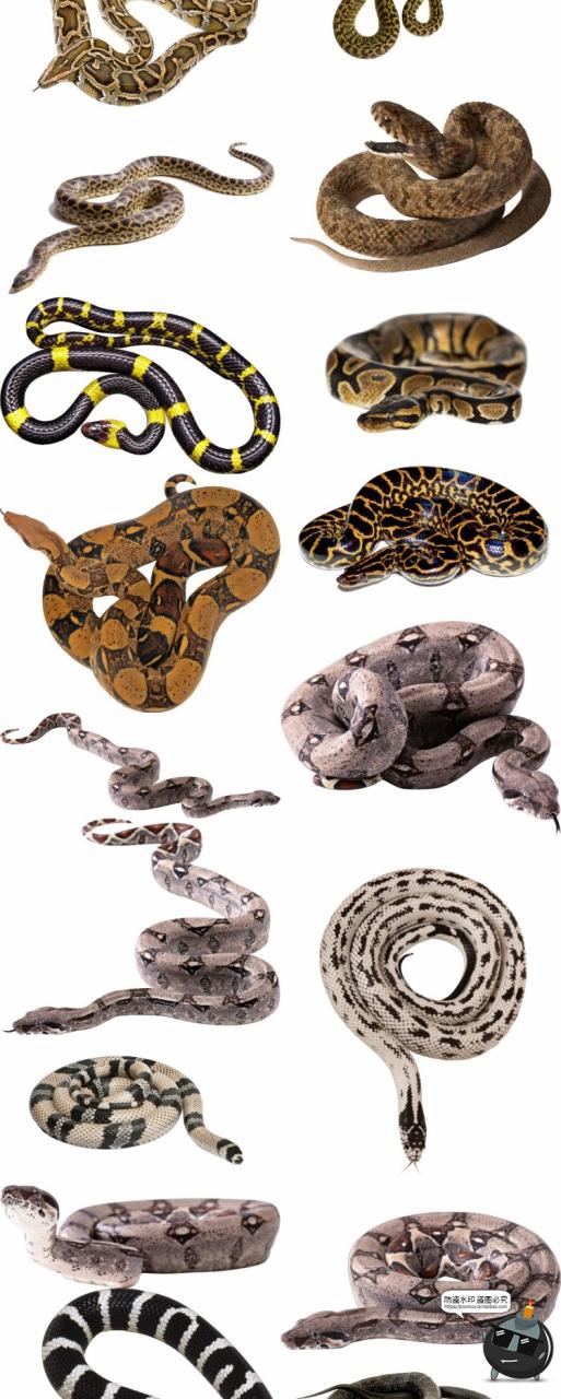图片[2]-眼镜蛇毒蛇类真实拍动物平面后期场景合成免扣PNG免抠图片素材-设计猿