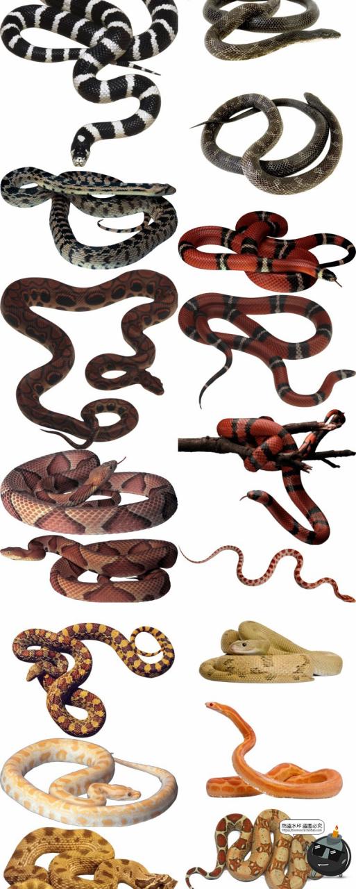 图片[3]-眼镜蛇毒蛇类真实拍动物平面后期场景合成免扣PNG免抠图片素材-设计猿