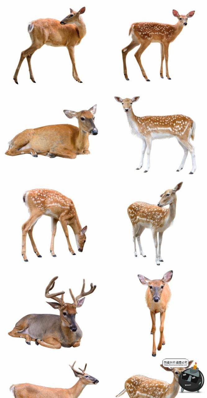 图片[1]-鹿梅花鹿驯鹿小鹿真实拍动物后期场景合成免扣PNG免抠图片素材-设计猿