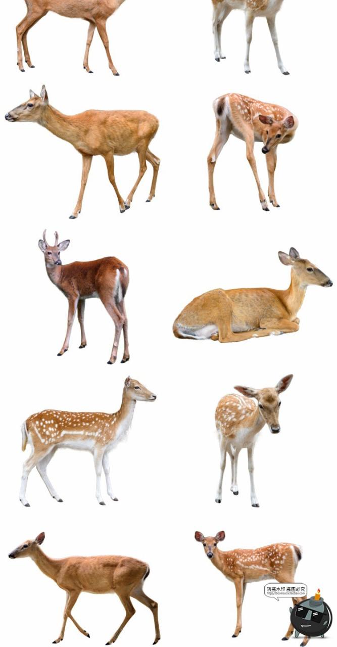 图片[2]-鹿梅花鹿驯鹿小鹿真实拍动物后期场景合成免扣PNG免抠图片素材-设计猿