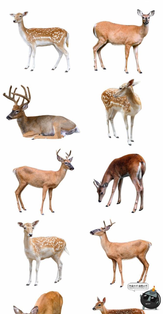 图片[3]-鹿梅花鹿驯鹿小鹿真实拍动物后期场景合成免扣PNG免抠图片素材-设计猿